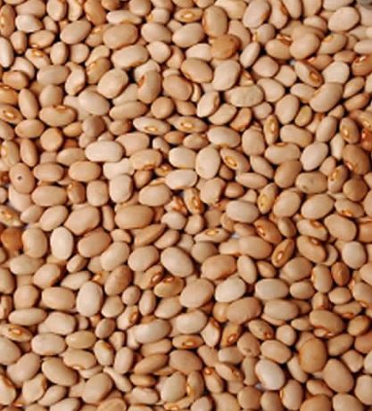 Brown Beans