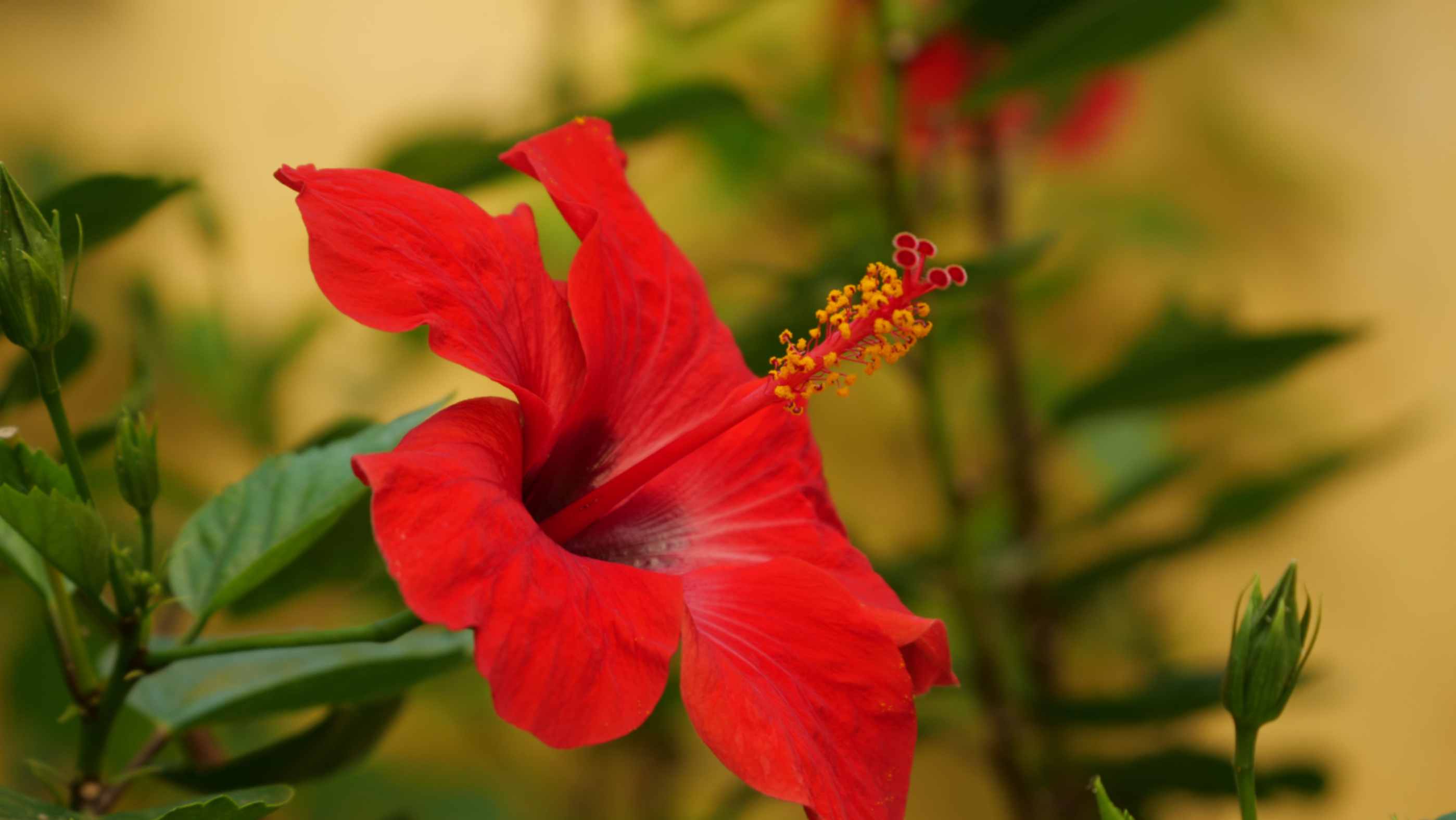 Hibiscus Flower